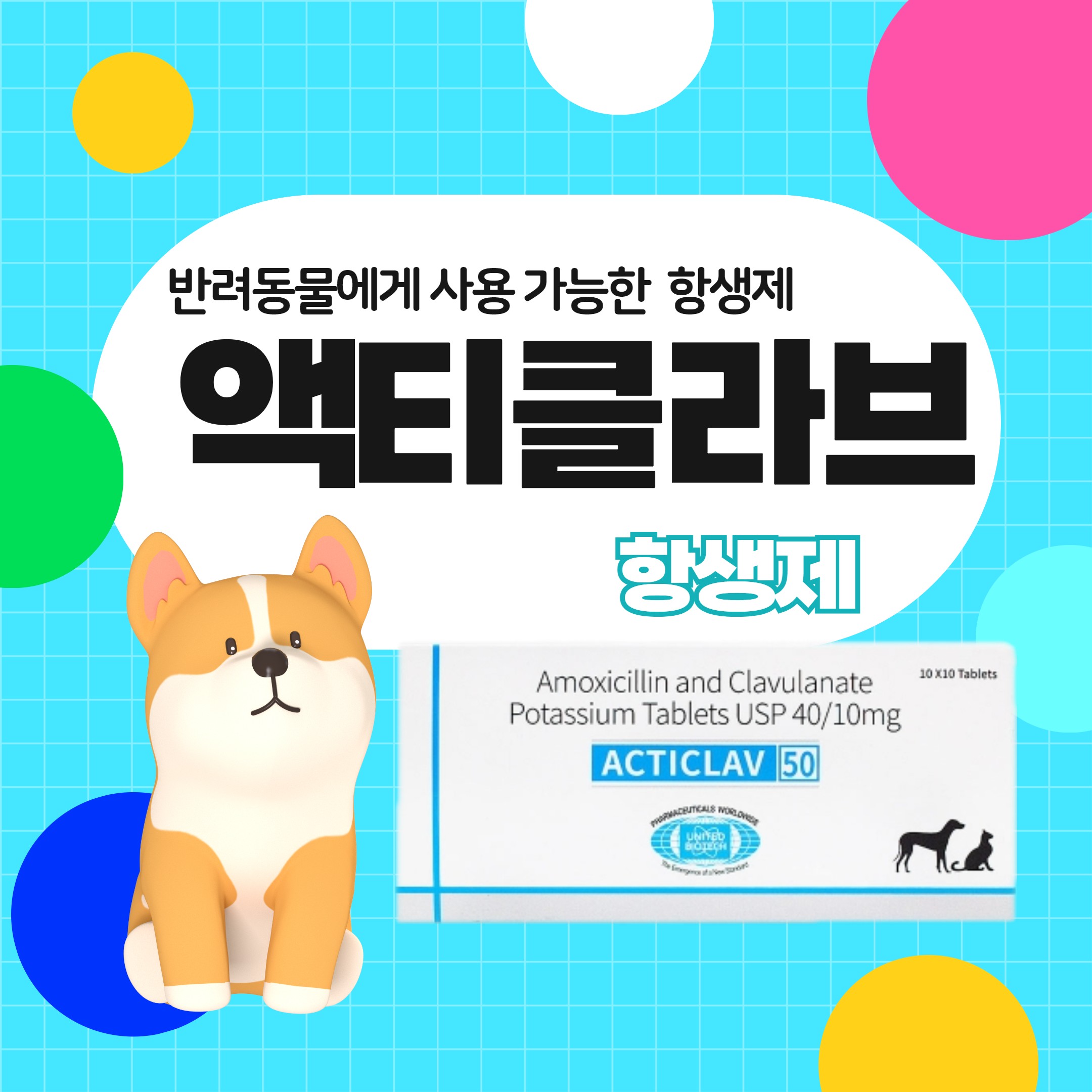 부산 액티클라브 길냥이 고양이허피스 항생제 투약량