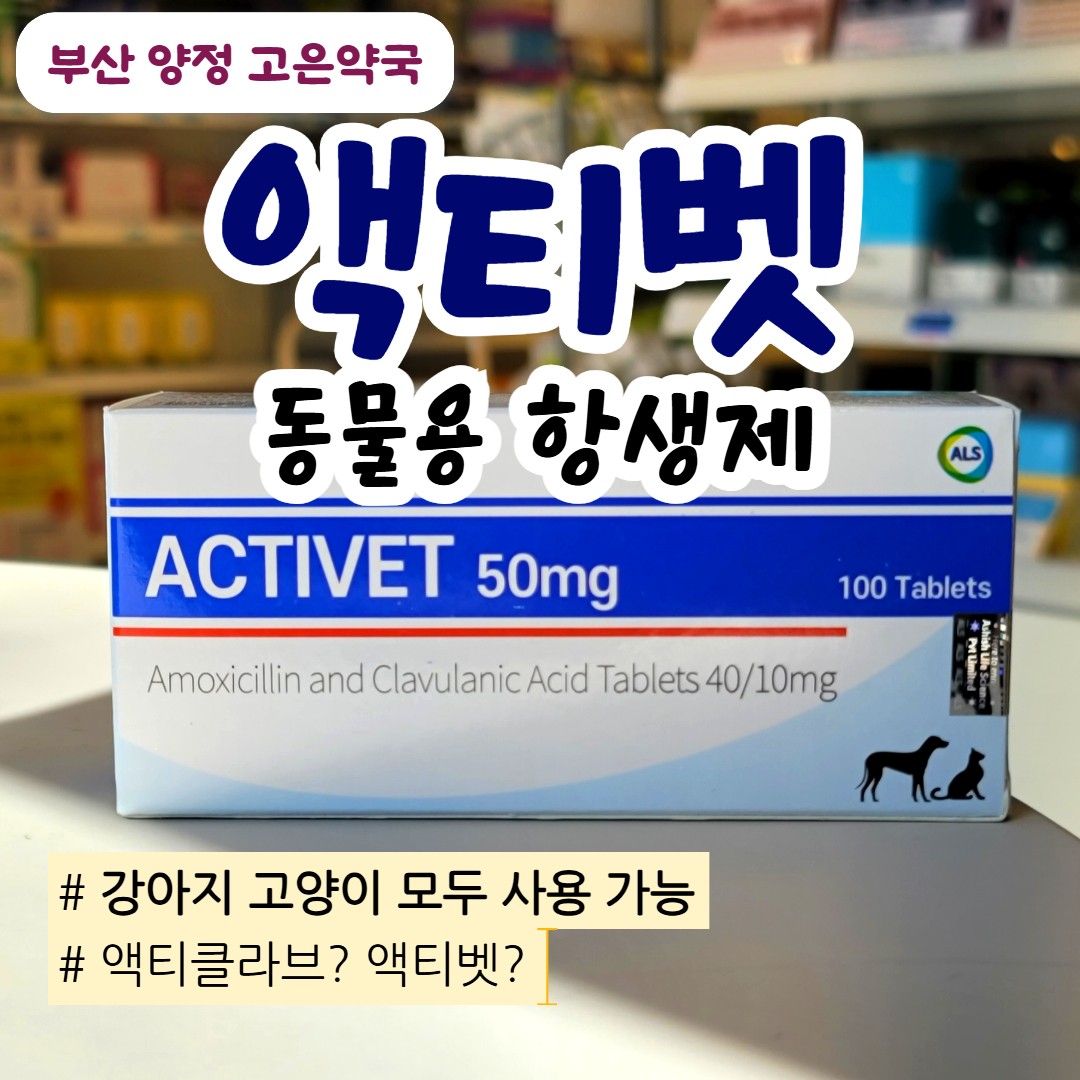 액티벳 vs 액티클라브 50 , 개 고양이  항생제 , 구내염 허피스 농피증 까지