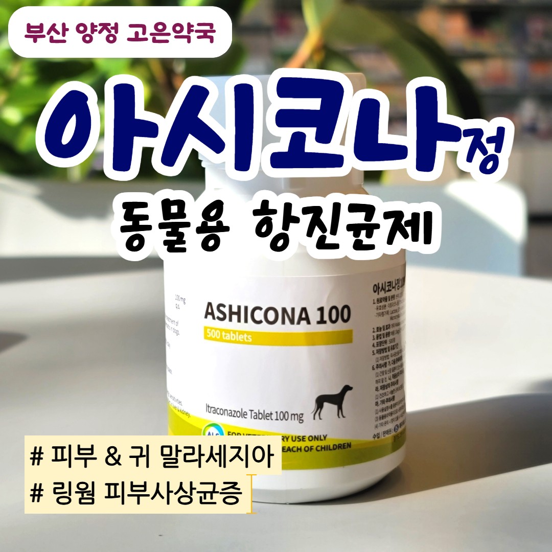 아시코나 정, 강아지·고양이 진균성 피부감염 치료제 이트라코나졸