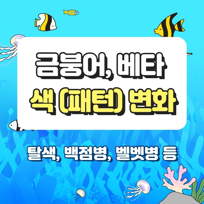 베타 물고기 체색 패턴 변화의 원인과 질병