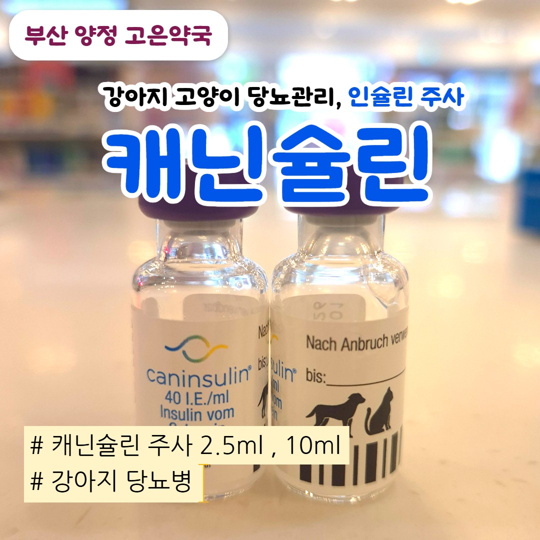 강아지·고양이 당뇨 관리, 인슐린 주사 캐닌슐린 사용법 · 가격 · 보관까지 총정리