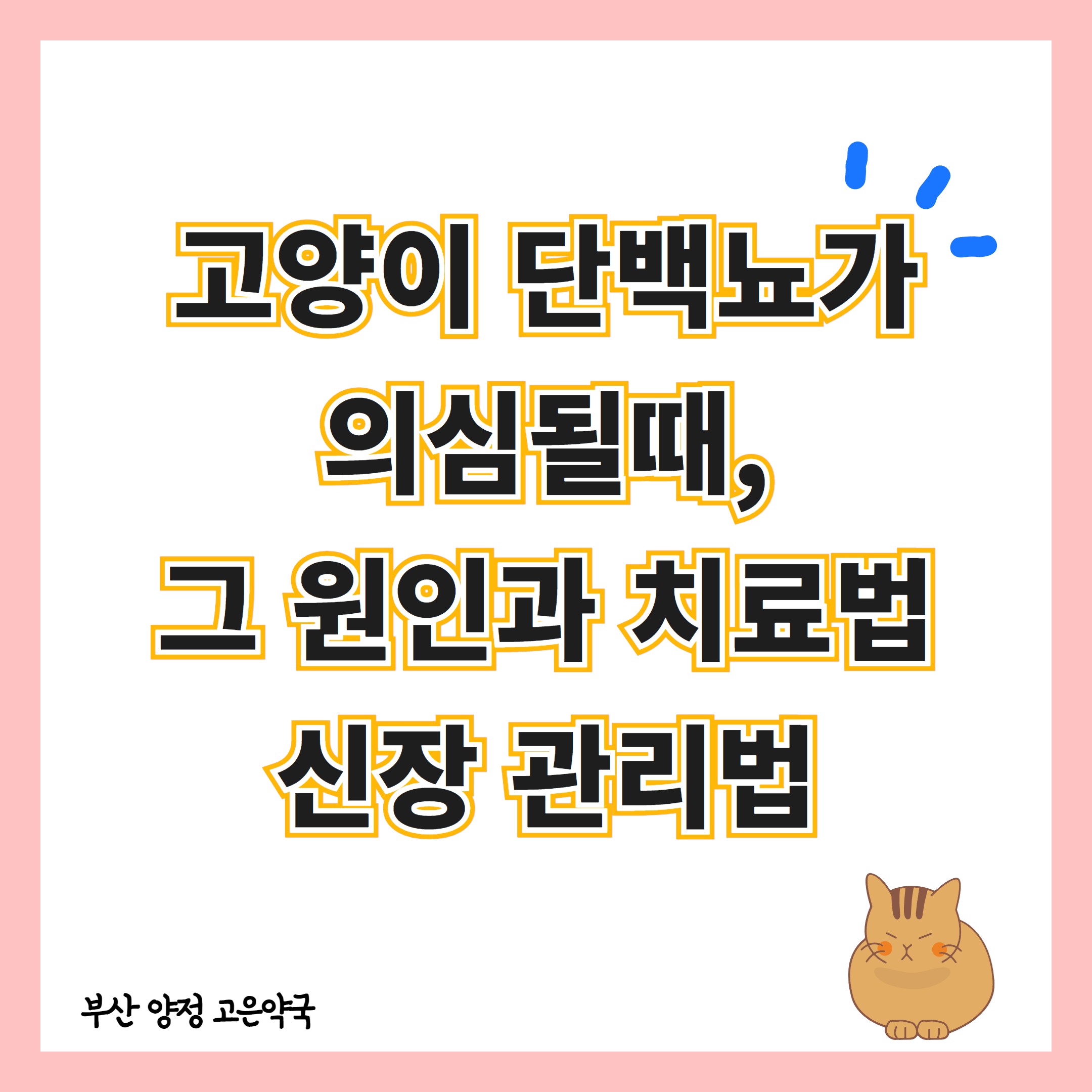 부산 고양이 단백뇨 원인과 치료 관리