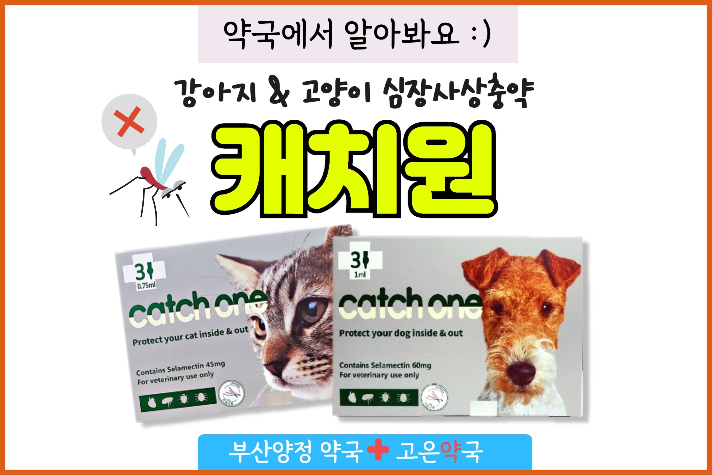 부산 캐치원 가성비 좋은 사상충약 가격