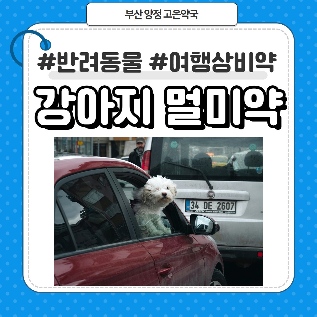 강아지 멀미약 여행상비약으로 구입방법, 부산 동물약국