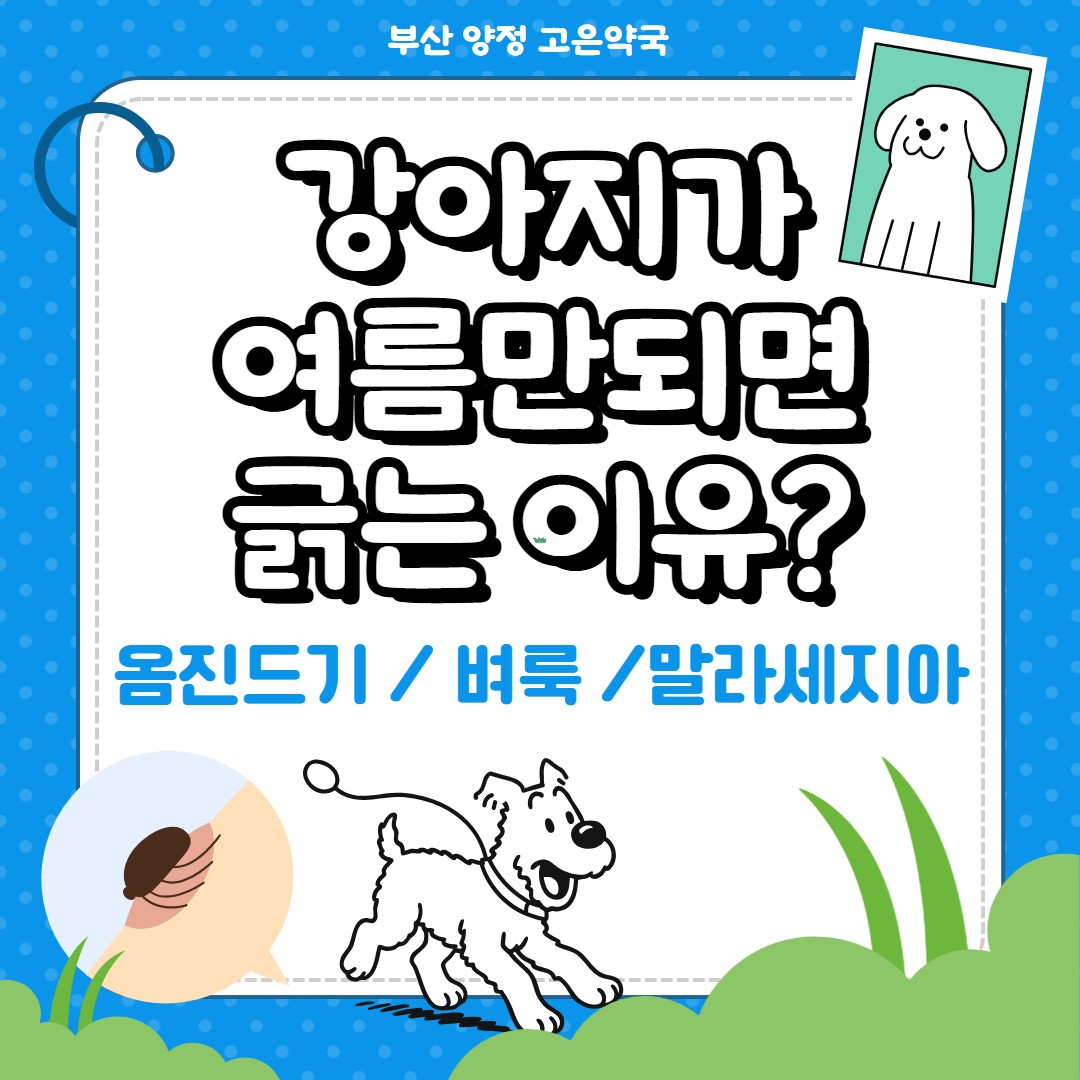 강아지가 여름만 되면 긁는 이유? 개선충 · 벼룩 · 말라세지아 완벽 정리!