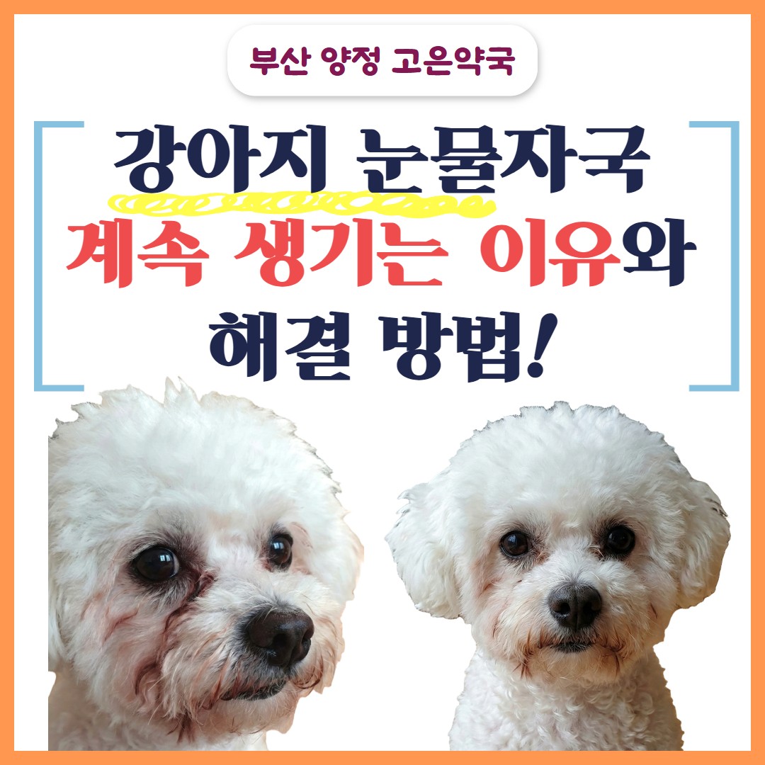 [부산 동물약국] 강아지 눈물자국 계속 생기는 이유와 해결방법