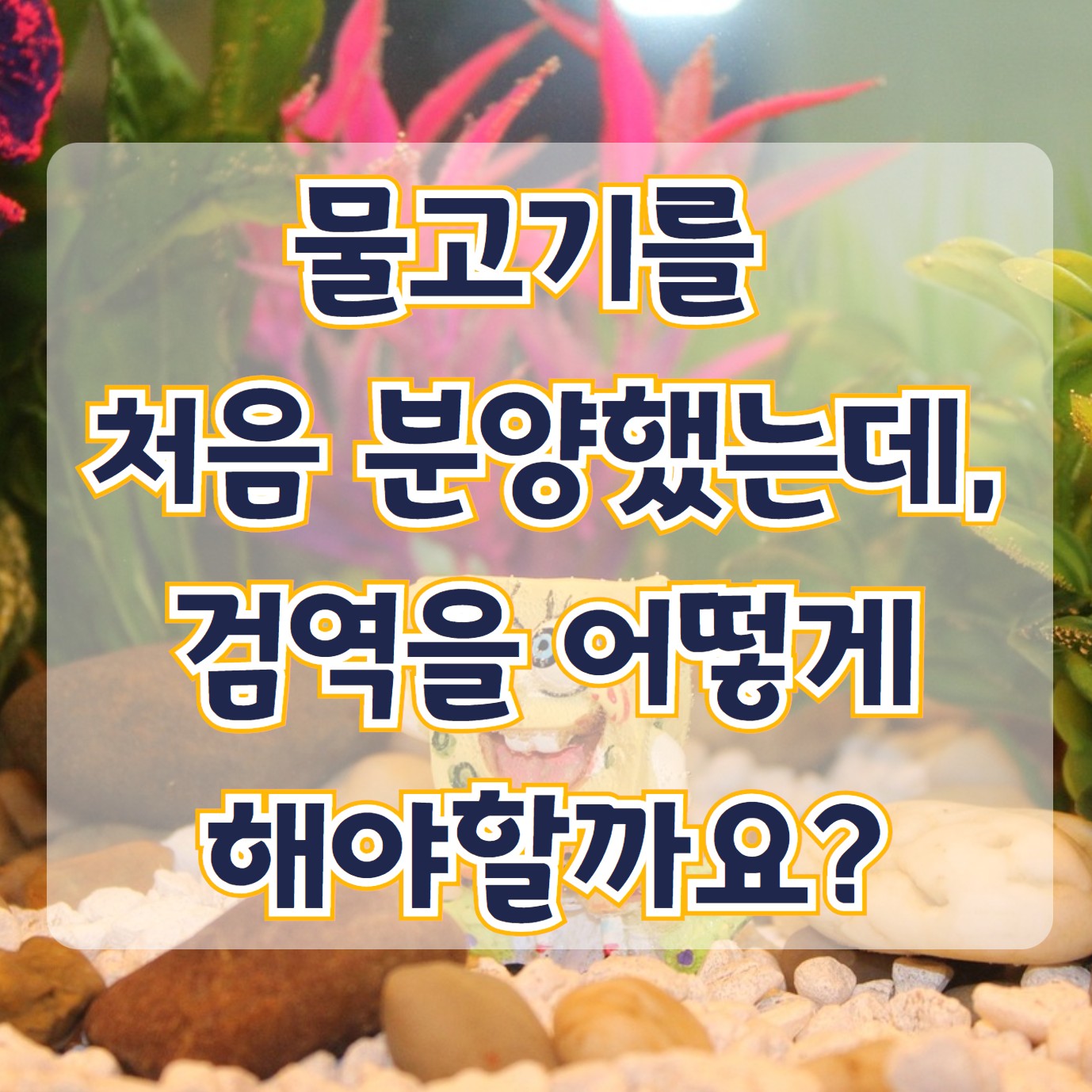 물고기 처음 분양 시 검역 방법 (본어항에 넣기 전) 부산 고은약국