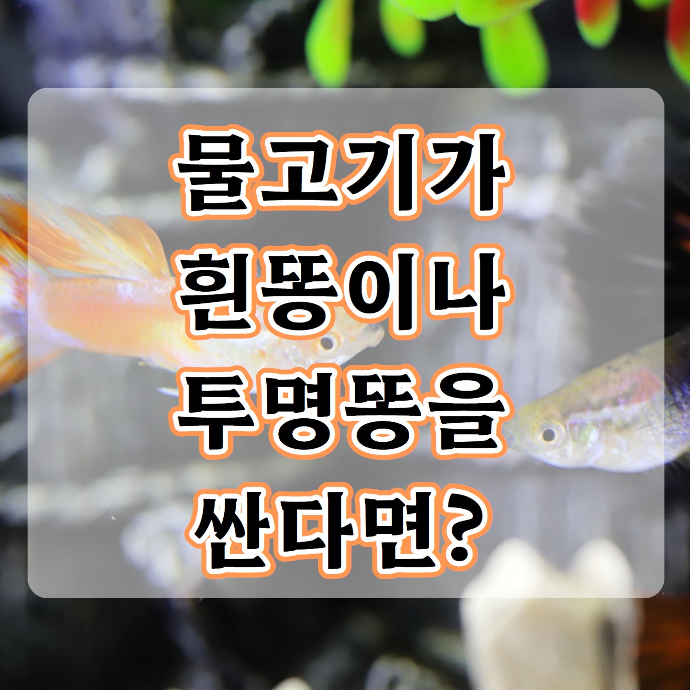 물고기 배설물 색 하얀똥 투명똥 원인과 치료방법