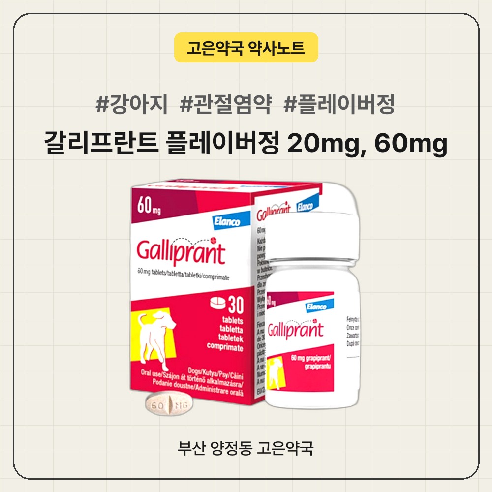 강아지 관절염약 갈리프란트 플레이버정(그라피프란트) 20mg·60mg