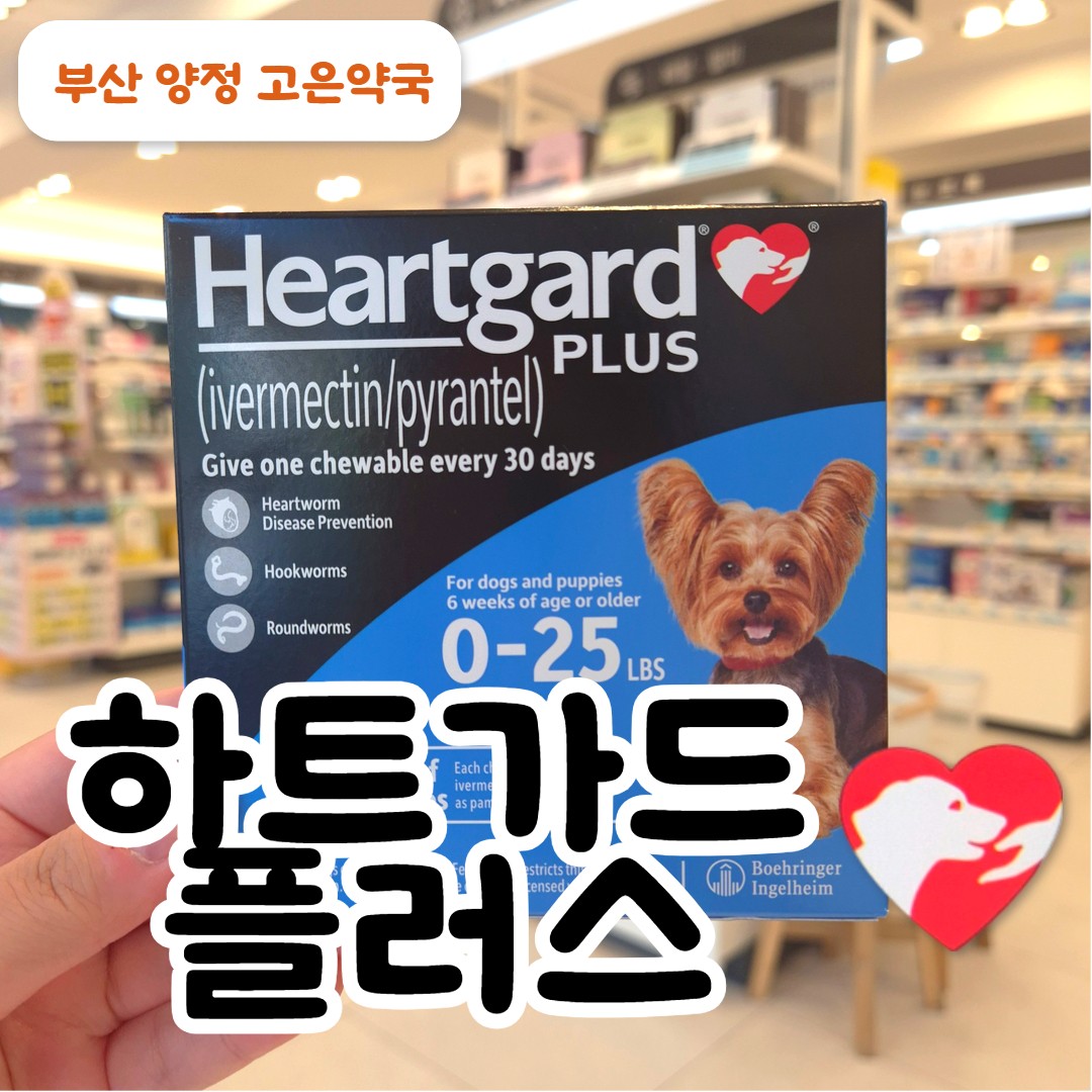 강아지 심장사상충약 하트가드, 꼭 직구해야 할까요? 우리동네 동물약국 찾기
