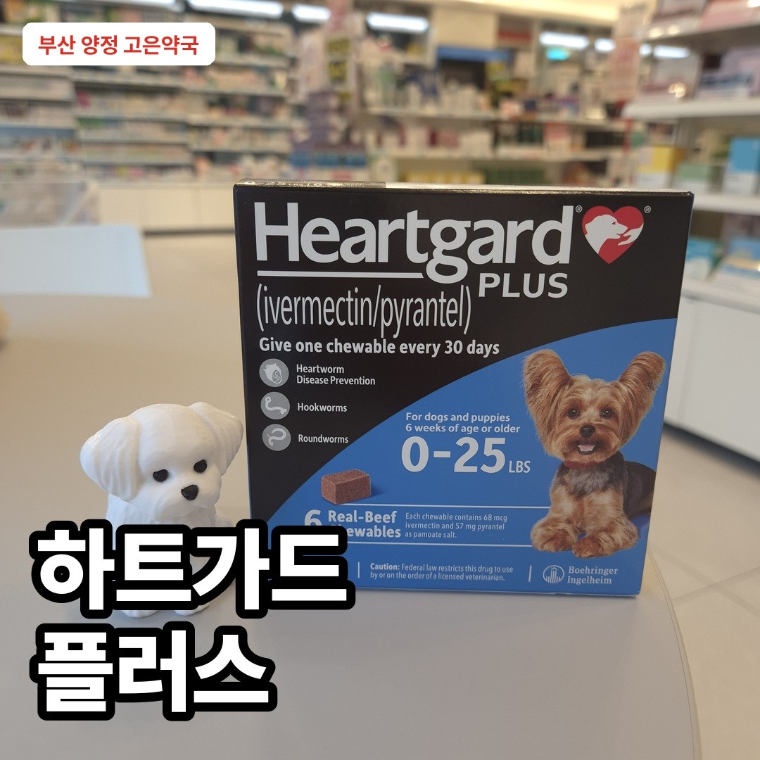 하트가드 플러스, 알약 뱉을 때 먹이기 쉬운 소고기맛 츄어블 심장사상충약