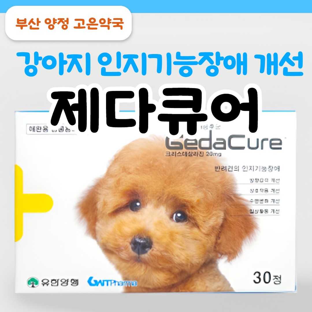 제다큐어, 강아지 치매 증상에 효과 있을까? 약사가 정리한 복용법부터 후기까지
