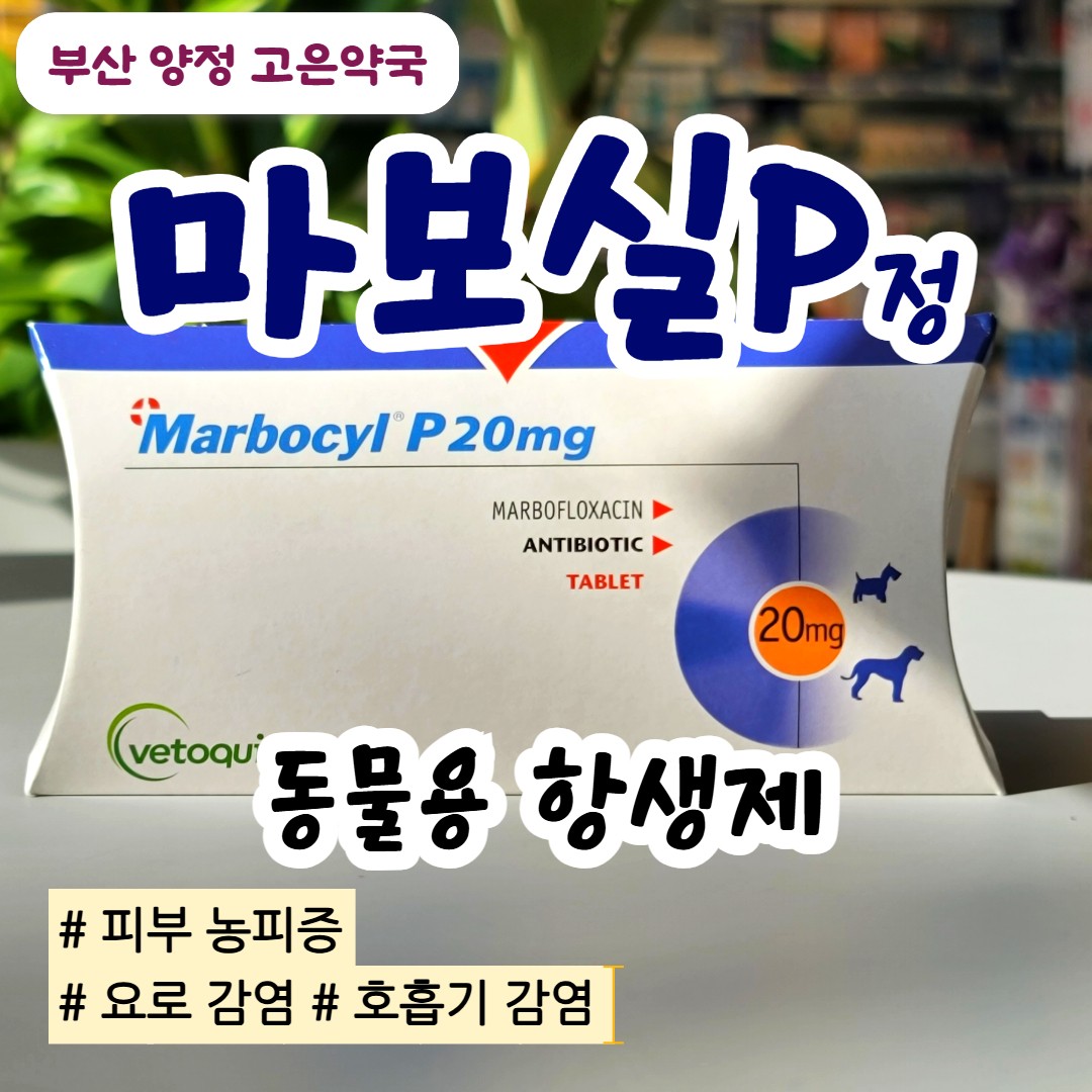 마보실 P 정, 마보플록사신 강아지 고양이 항생제 용량, 길냥이 주의사항