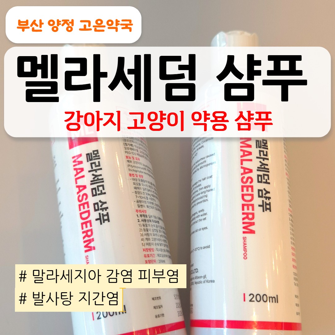 멜라세덤 샴푸 사용법과 가격·판매처｜강아지·고양이 가려움·말라세지아 피부염
