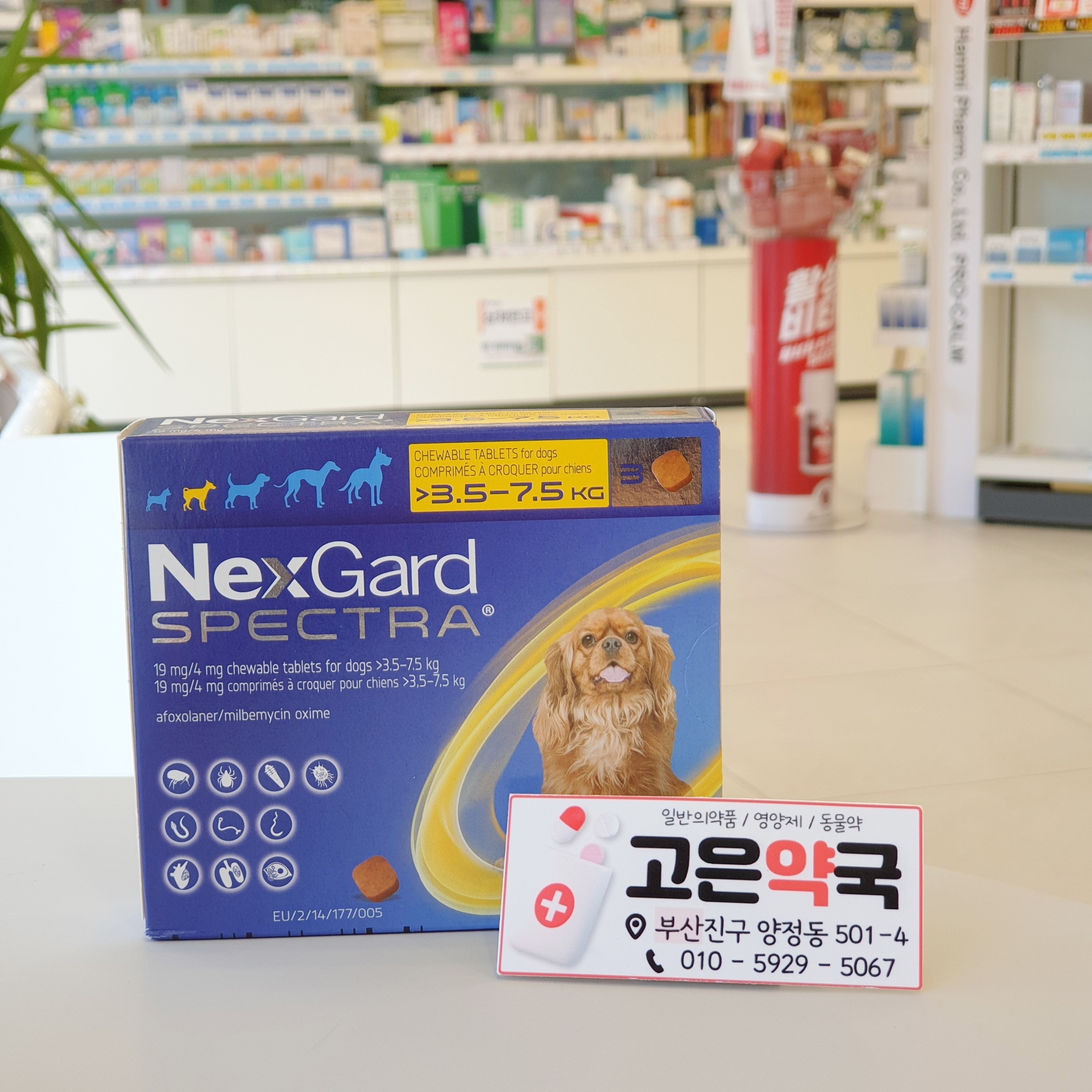 넥스가드 스펙트라 부산 동물약국에서 구입하기