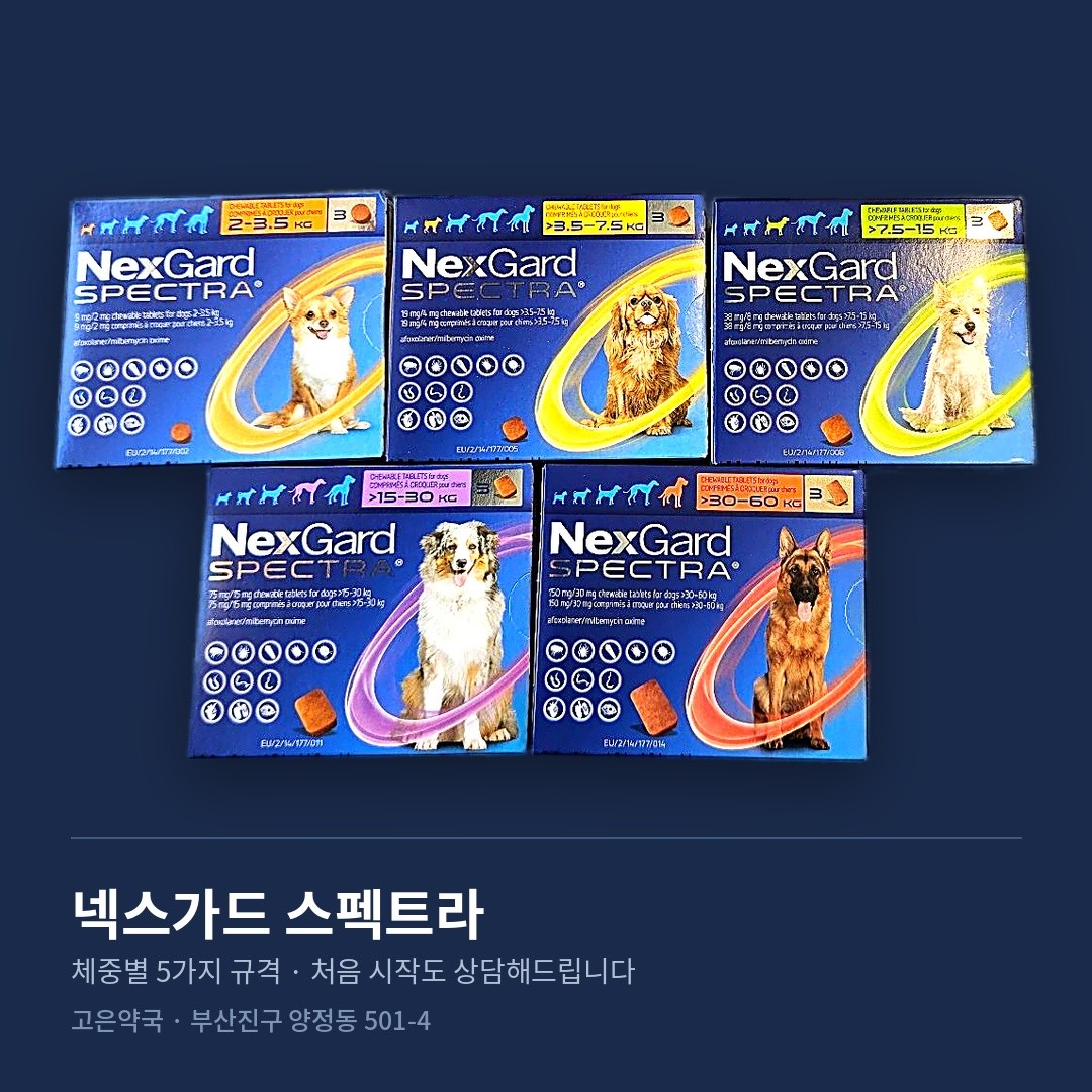 심장사상충약 넥스가드 스펙트라를 사러왔는데 못드렸어요 [부산 동물약국 고은약국]