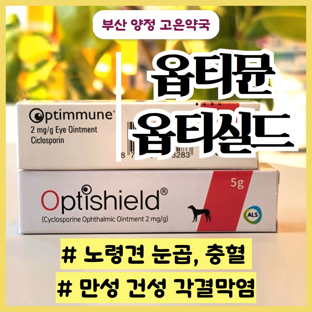 옵티뮨 옵티실드 강아지 눈곱, 충혈에 이유가 있다? 건성각결막염 치료하기