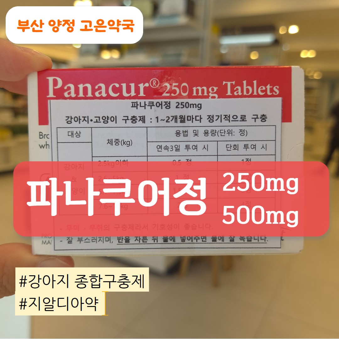 파나쿠어 정 250mg, 500mg 복용법과 판매 약국