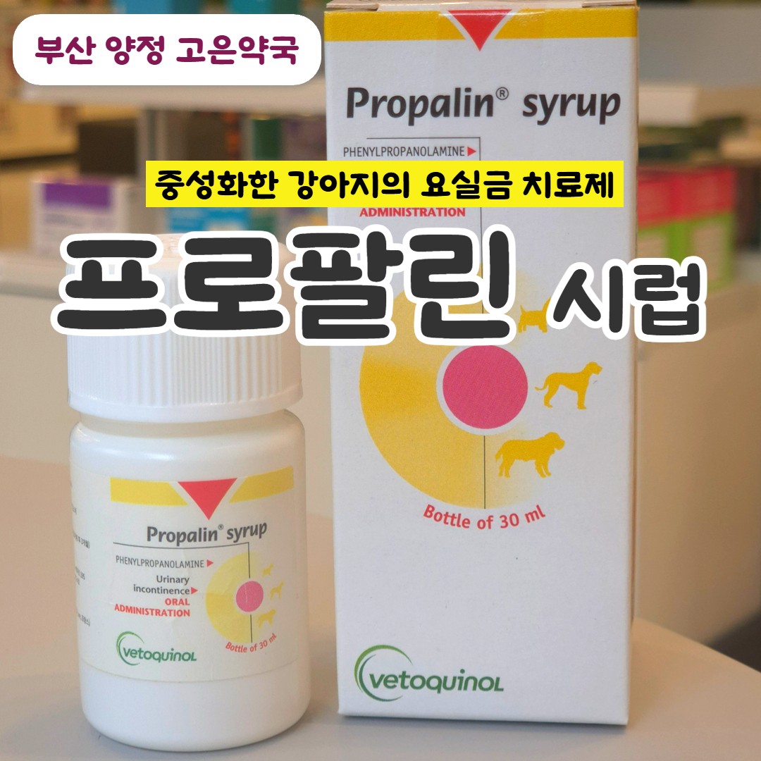 프로팔린시럽 중성화 강아지 요실금 치료제, 복용방법, 용량, 구매 약국, 가격