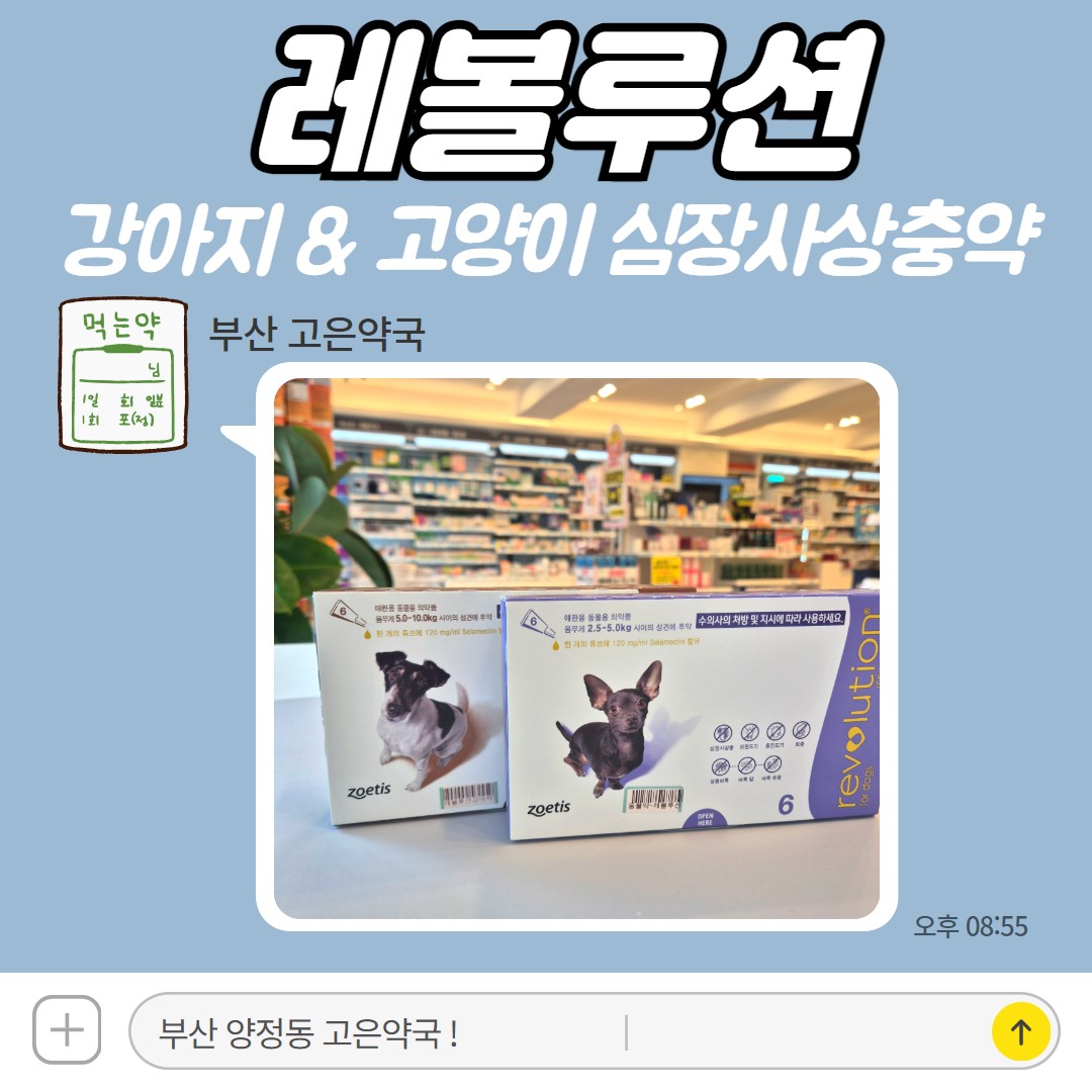 레볼루션 강아지 고양이 바르는 심장사상충약 부산 동물약국