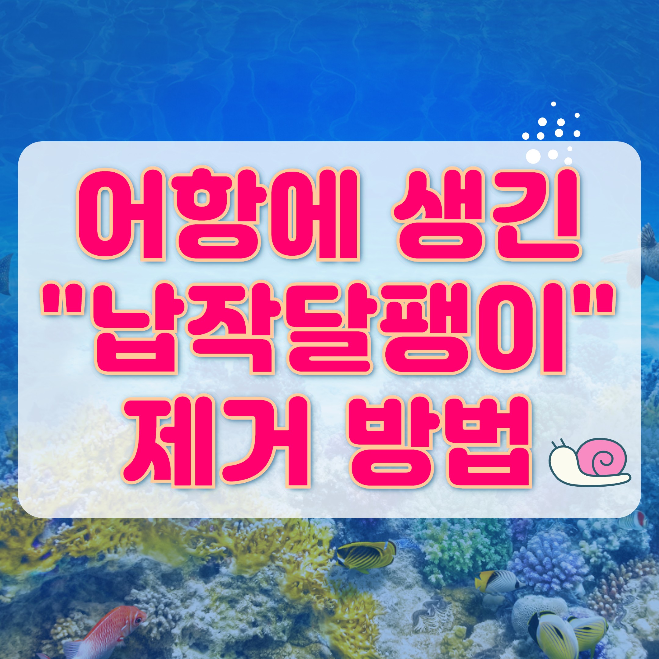 부산 물고기약 어항에 발생한 납작달팽이 제거하기