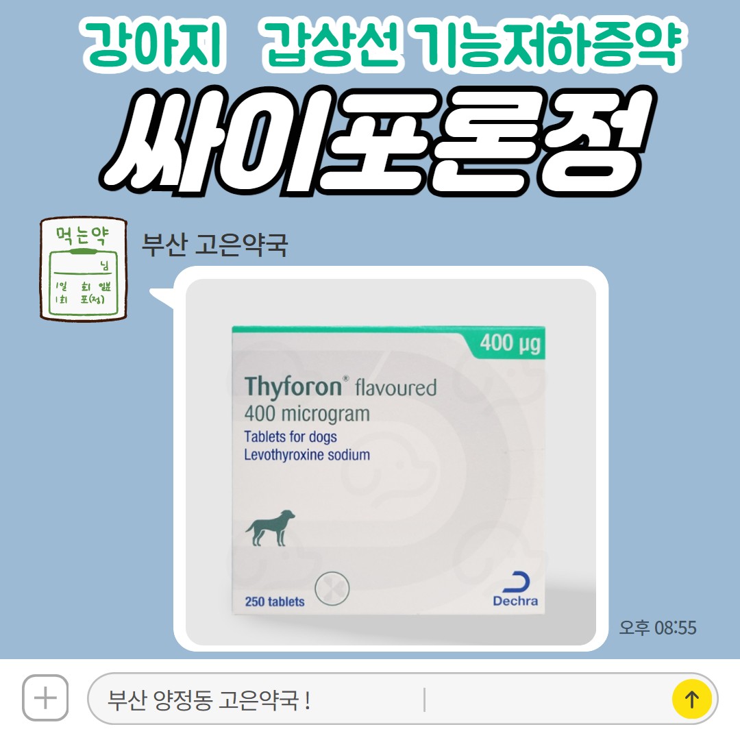 싸이포론 정 강아지 갑상선 기능 저하증 증상과 치료제 부산 동물약국